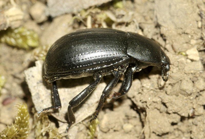Tenebrionidae: cfr. Pedinus sp.